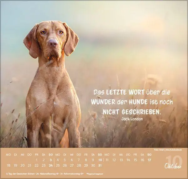 Bild: 9783819304293 | Für Hundeliebhaber 2027 | Verlag Korsch | Kalender | 1 S. | Deutsch