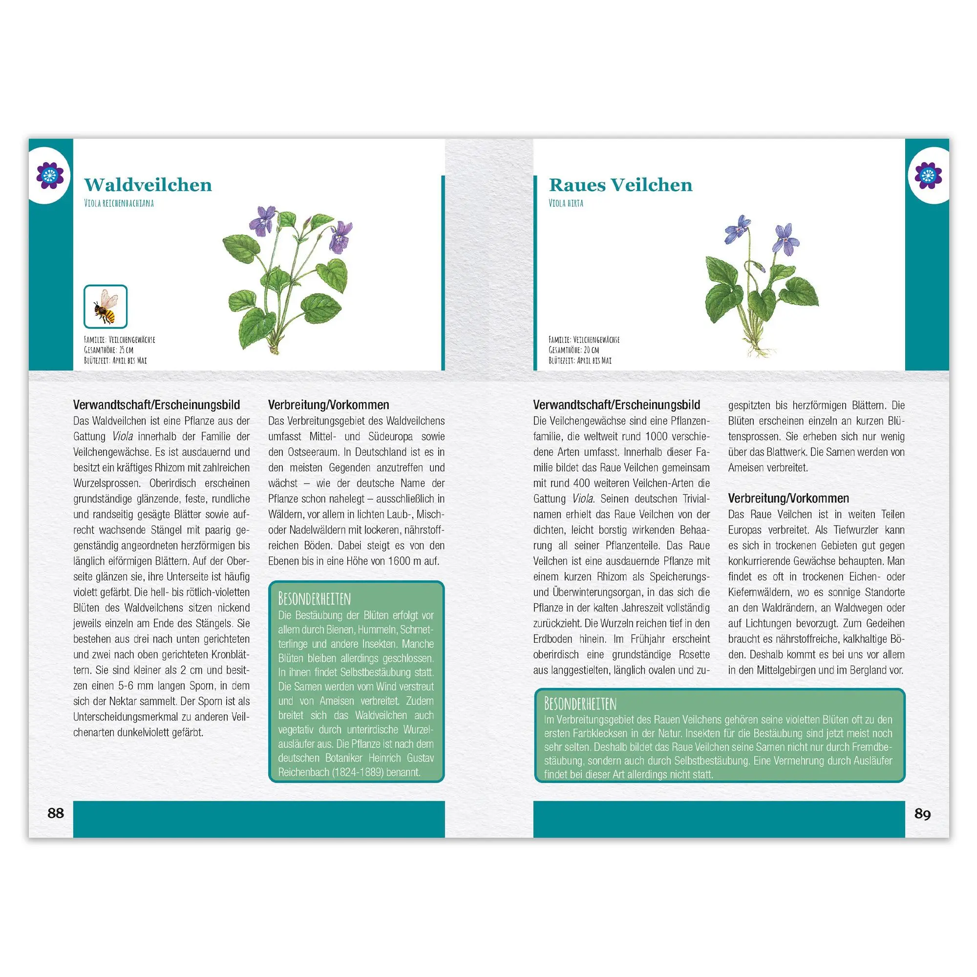 Bild: 9783963474293 | Wildblumen und Kräuter entdecken und bestimmen | Taschenbuch | 128 S.