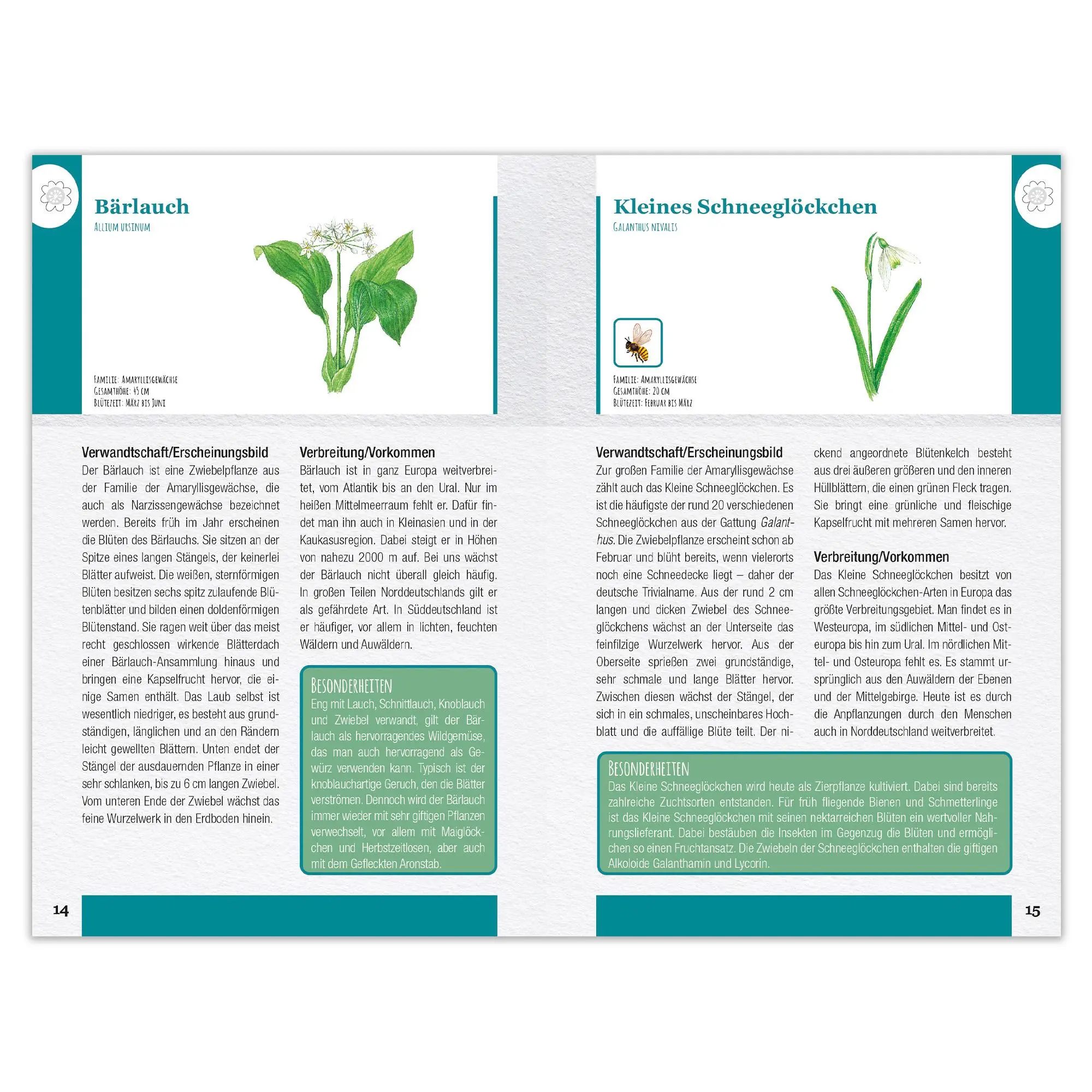 Bild: 9783963474293 | Wildblumen und Kräuter entdecken und bestimmen | Taschenbuch | 128 S.