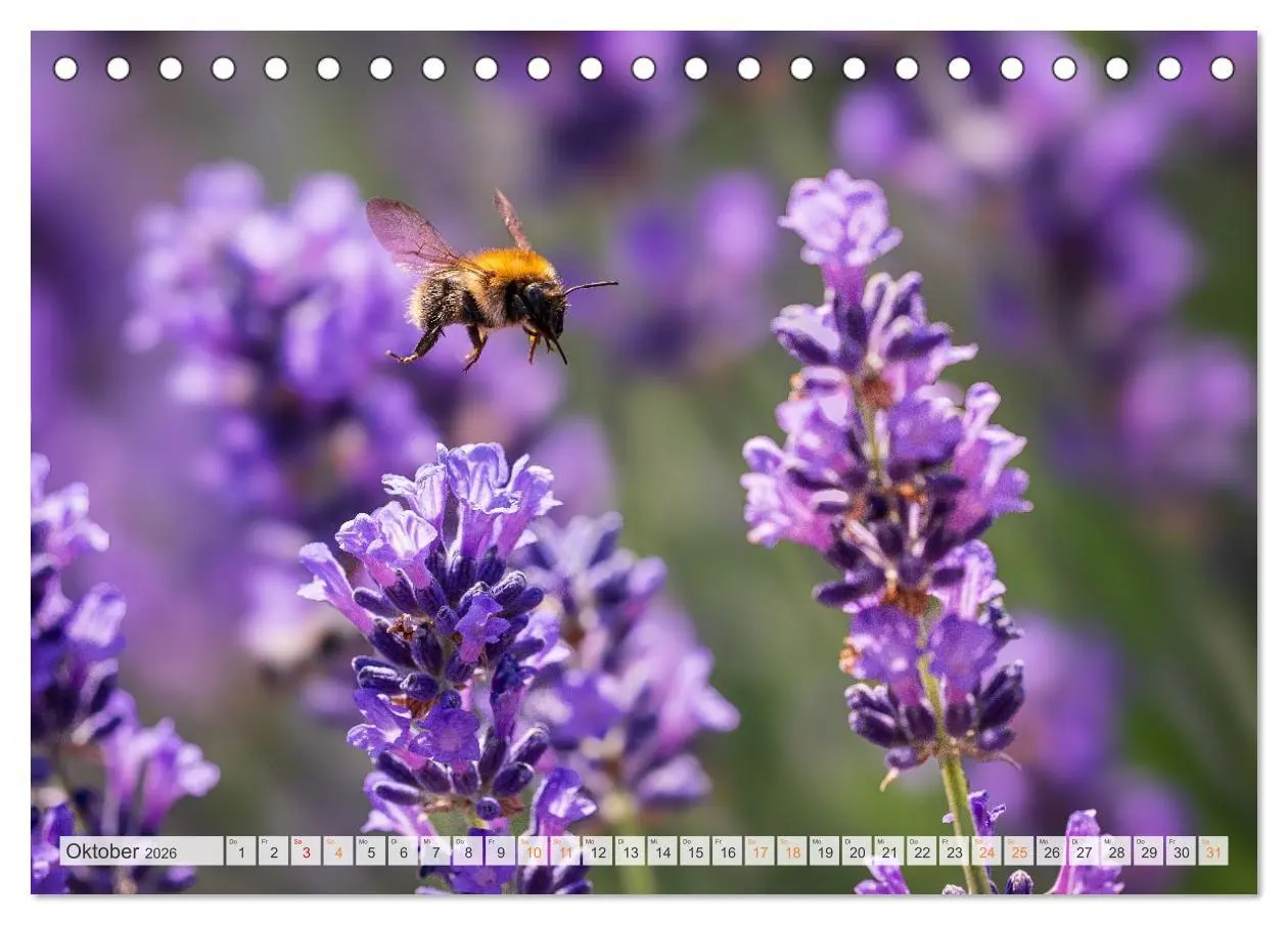 Bild: 9783457714393 | Bienen und Hummeln in Aktion (Tischkalender 2026 DIN A5 quer),...