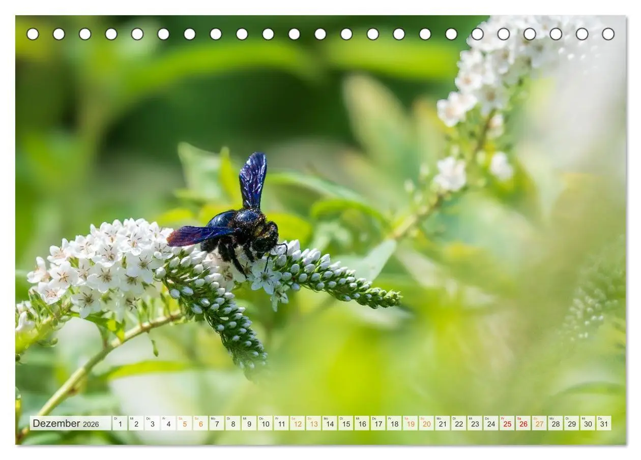 Bild: 9783457714393 | Bienen und Hummeln in Aktion (Tischkalender 2026 DIN A5 quer),...