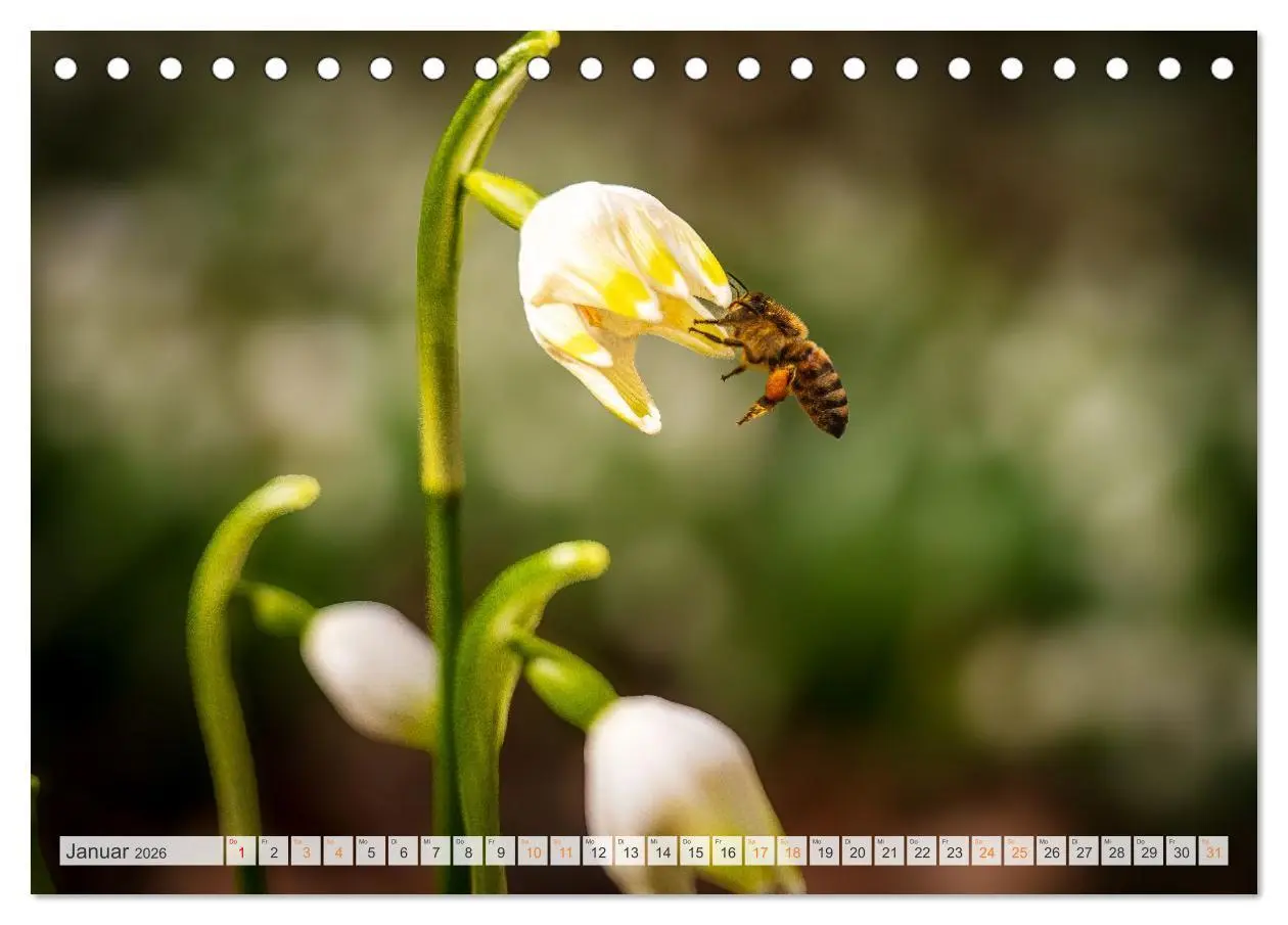 Bild: 9783457714393 | Bienen und Hummeln in Aktion (Tischkalender 2026 DIN A5 quer),...