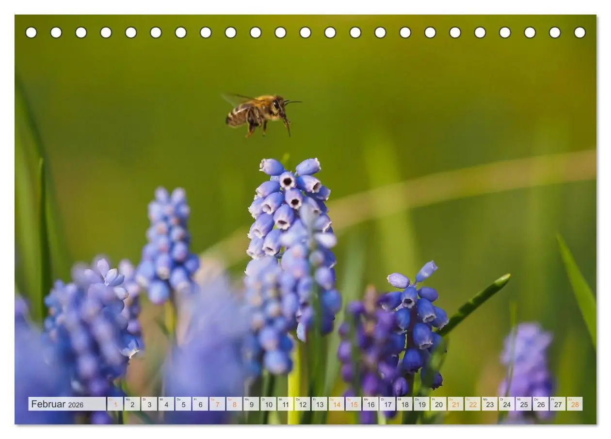 Bild: 9783457714393 | Bienen und Hummeln in Aktion (Tischkalender 2026 DIN A5 quer),...