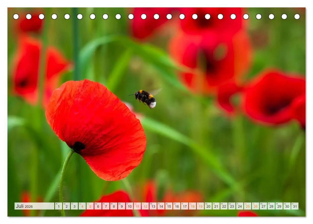 Bild: 9783457714393 | Bienen und Hummeln in Aktion (Tischkalender 2026 DIN A5 quer),...