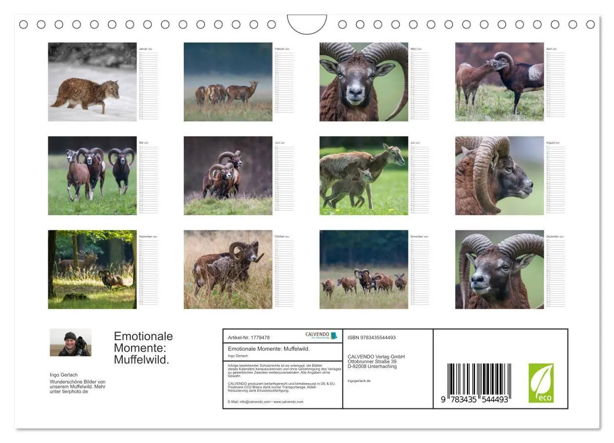 Bild: 9783435544493 | Emotionale Momente: Muffelwild. (Wandkalender 2025 DIN A4 quer),...