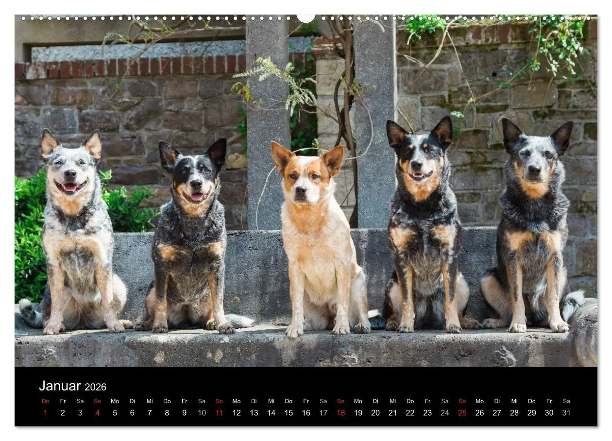 Bild: 9783457944493 | Australian Cattle Dogs zwischen Kunst und Kultur (Wandkalender 2026...