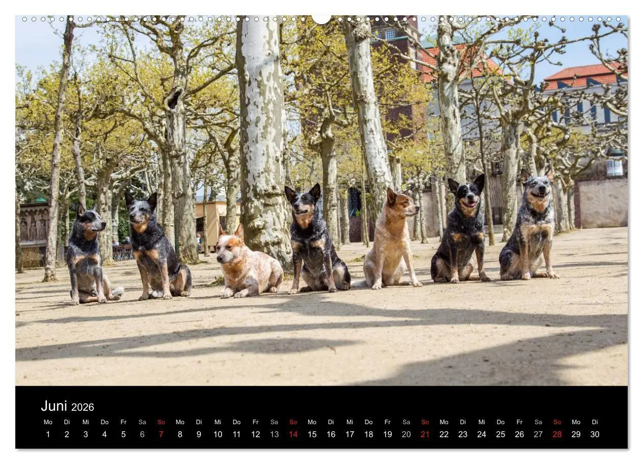 Bild: 9783457944493 | Australian Cattle Dogs zwischen Kunst und Kultur (Wandkalender 2026...
