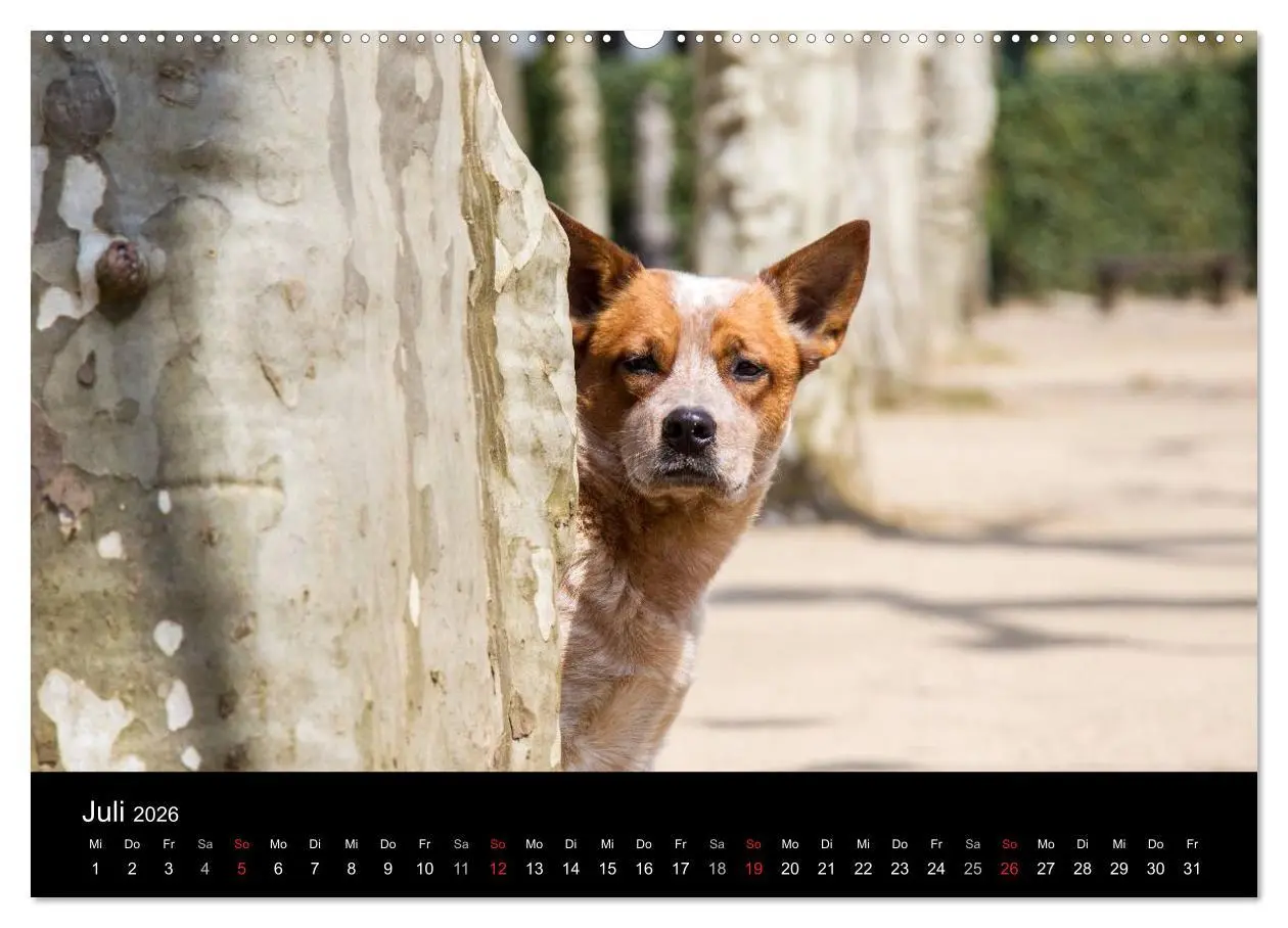 Bild: 9783457944493 | Australian Cattle Dogs zwischen Kunst und Kultur (Wandkalender 2026...