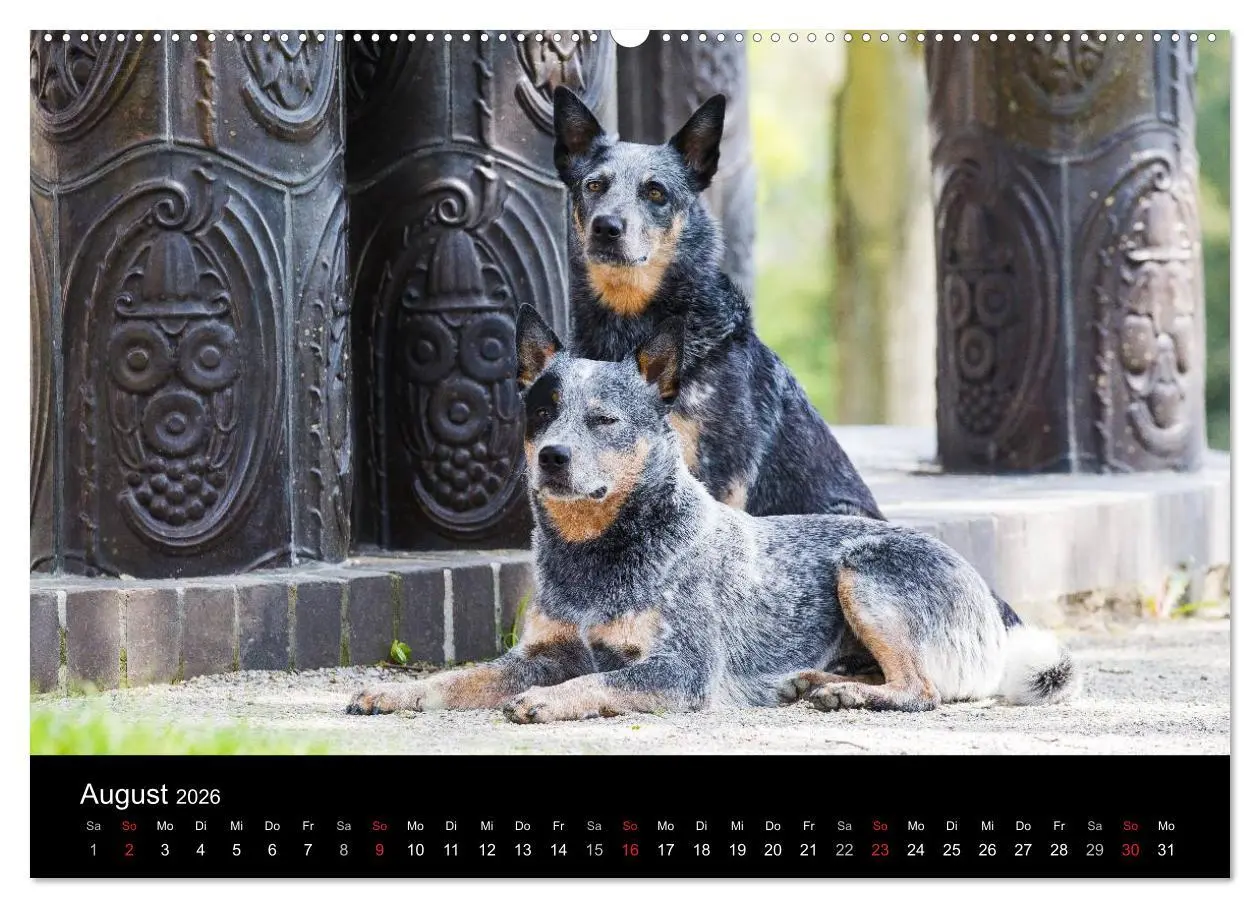 Bild: 9783457944493 | Australian Cattle Dogs zwischen Kunst und Kultur (Wandkalender 2026...