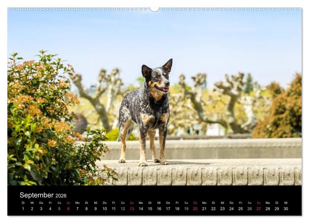 Bild: 9783457944493 | Australian Cattle Dogs zwischen Kunst und Kultur (Wandkalender 2026...