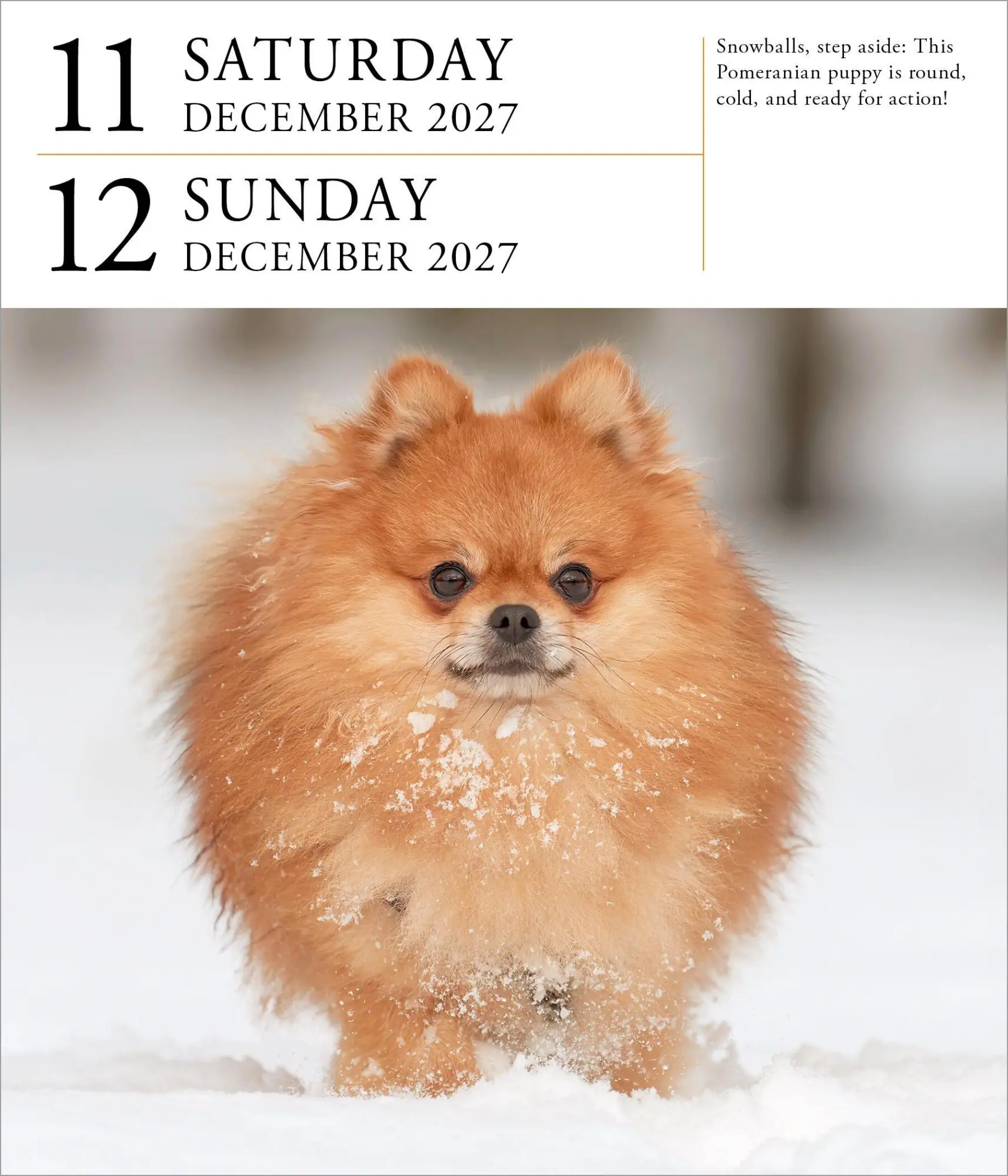 Bild: 9781523534593 | Dog Page-A-Day® Gallery Calendar Refill Pack 2027 | Workman Calendars