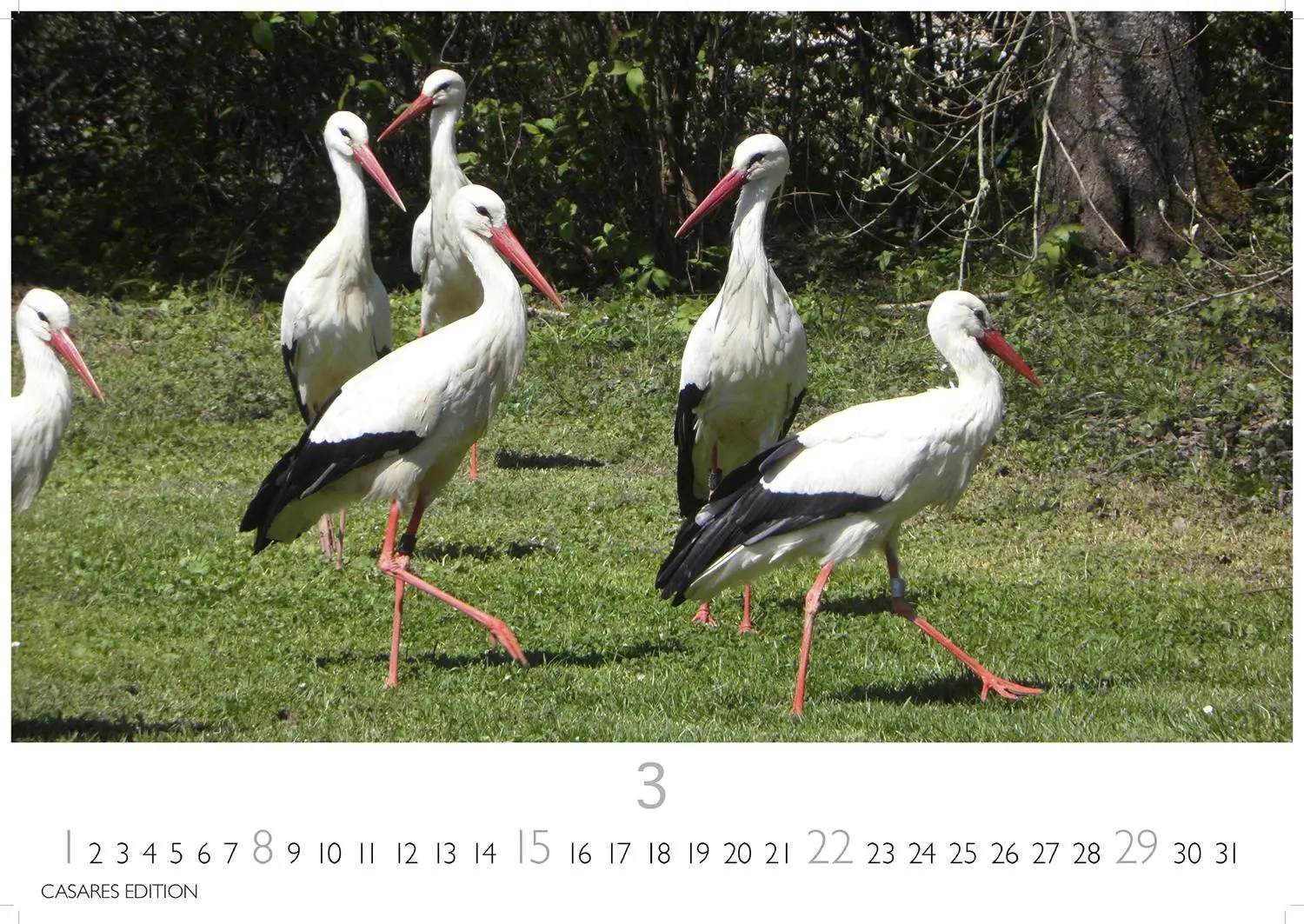Bild: 9781835244593 | Störche Kalender 2026 - Wandkalender Fotokalender Tier 24x35cm -...
