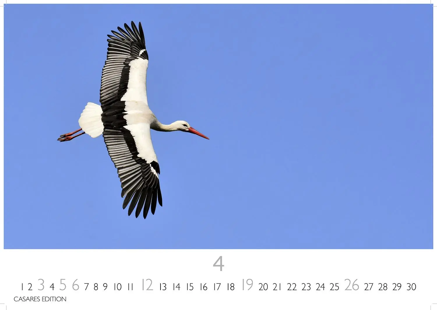 Bild: 9781835244593 | Störche Kalender 2026 - Wandkalender Fotokalender Tier 24x35cm -...