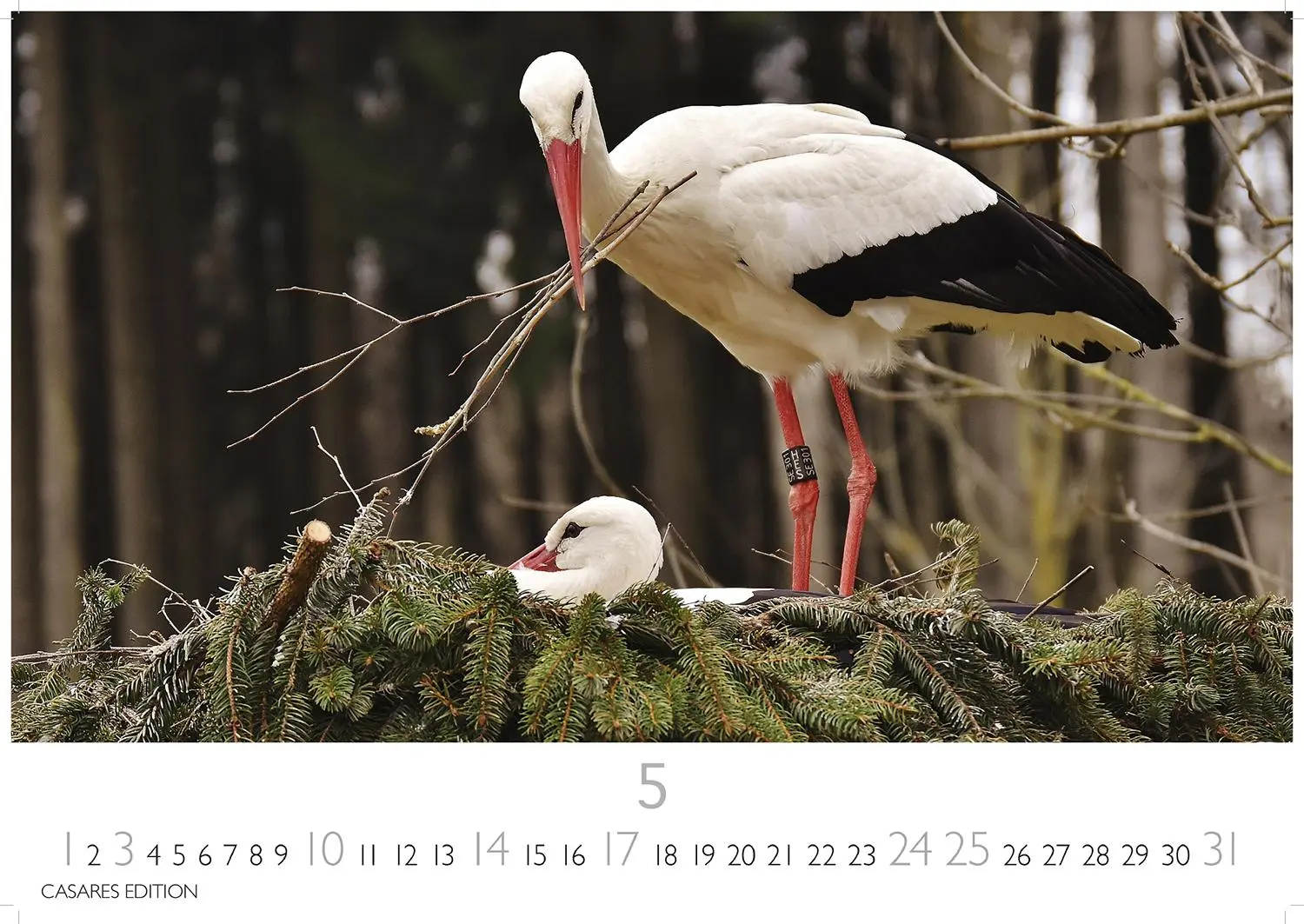 Bild: 9781835244593 | Störche Kalender 2026 - Wandkalender Fotokalender Tier 24x35cm -...