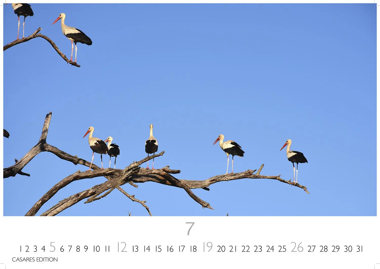 Bild: 9781835244593 | Störche Kalender 2026 - Wandkalender Fotokalender Tier 24x35cm -...