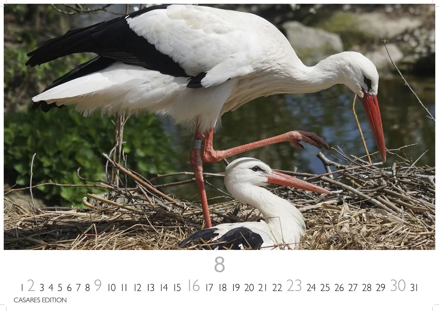 Bild: 9781835244593 | Störche Kalender 2026 - Wandkalender Fotokalender Tier 24x35cm -...