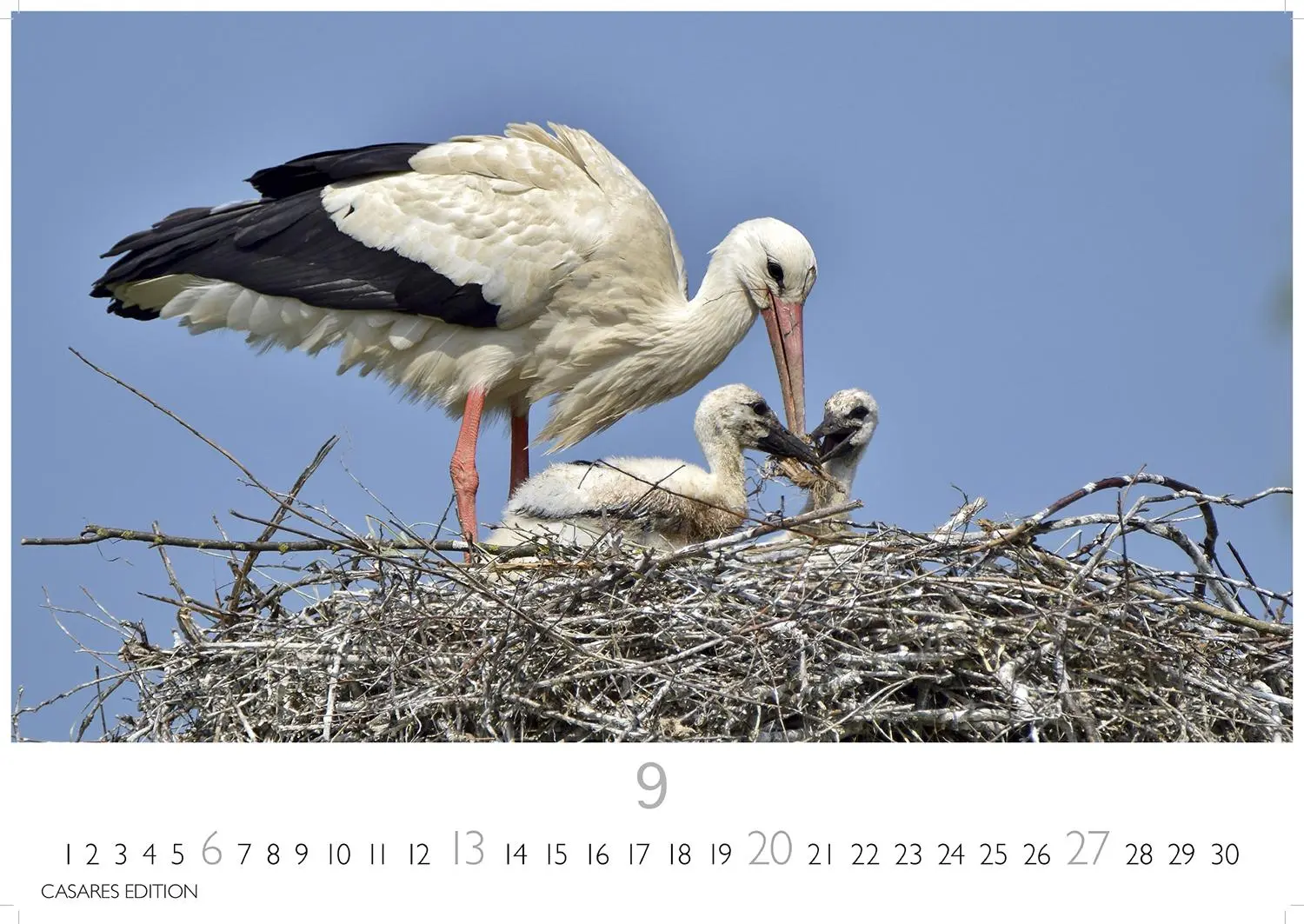 Bild: 9781835244593 | Störche Kalender 2026 - Wandkalender Fotokalender Tier 24x35cm -...