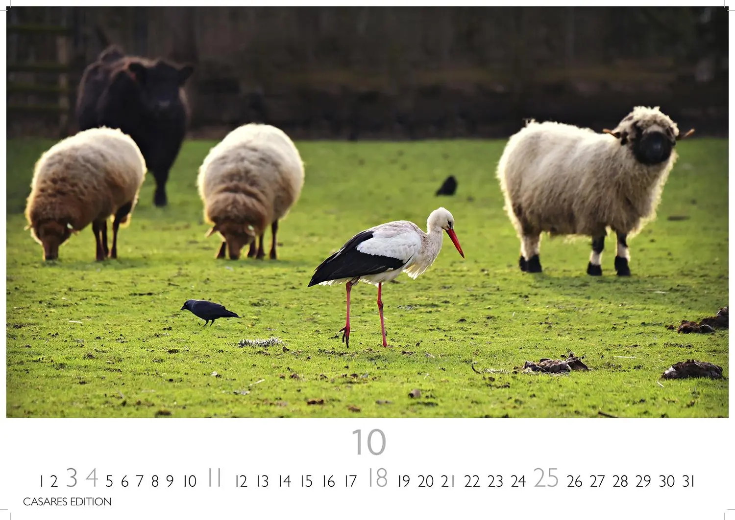 Bild: 9781835244593 | Störche Kalender 2026 - Wandkalender Fotokalender Tier 24x35cm -...