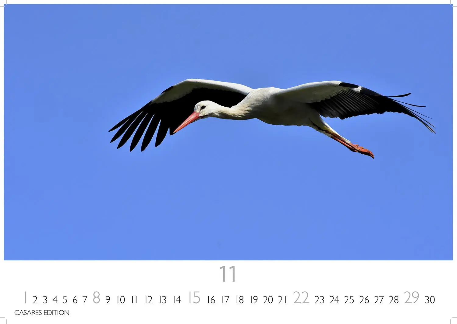 Bild: 9781835244593 | Störche Kalender 2026 - Wandkalender Fotokalender Tier 24x35cm -...