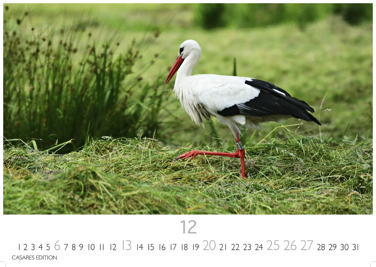 Bild: 9781835244593 | Störche Kalender 2026 - Wandkalender Fotokalender Tier 24x35cm -...