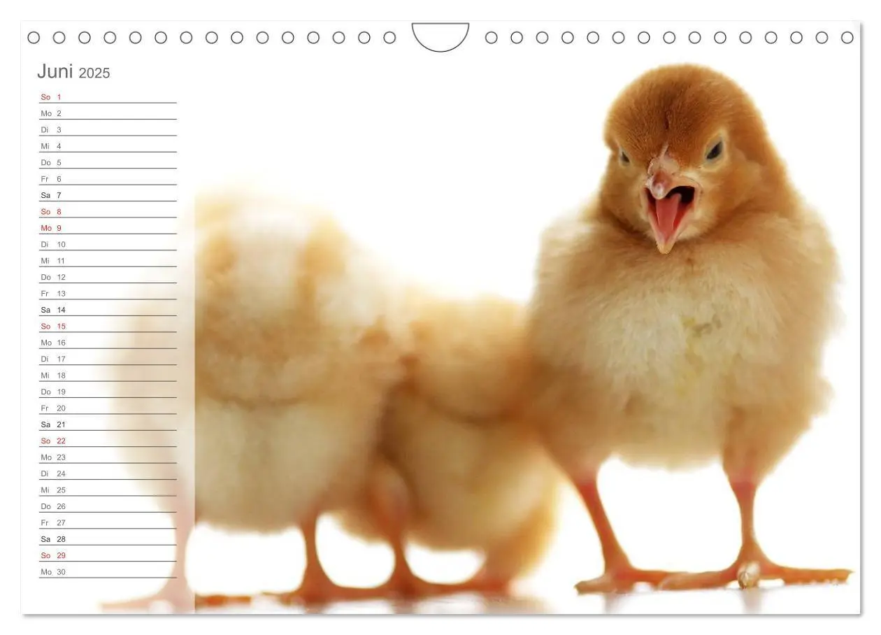 Bild: 9783435604593 | Küken in der Kinderstube Terminplaner (Wandkalender 2025 DIN A4...
