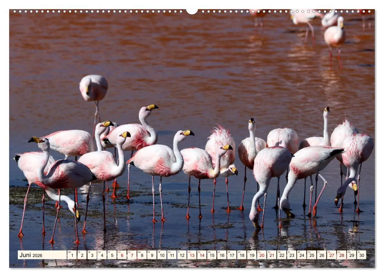 Bild: 9783457794593 | ATACAMA Wunder der Natur (Wandkalender 2026 DIN A2 quer), CALVENDO...