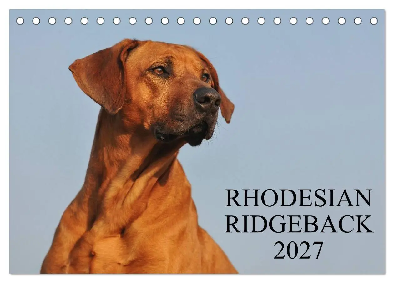 Cover: 9783594174593 | Rhodesian Ridgeback 2027 (Tischkalender 2027 DIN A5 quer), CALVENDO...