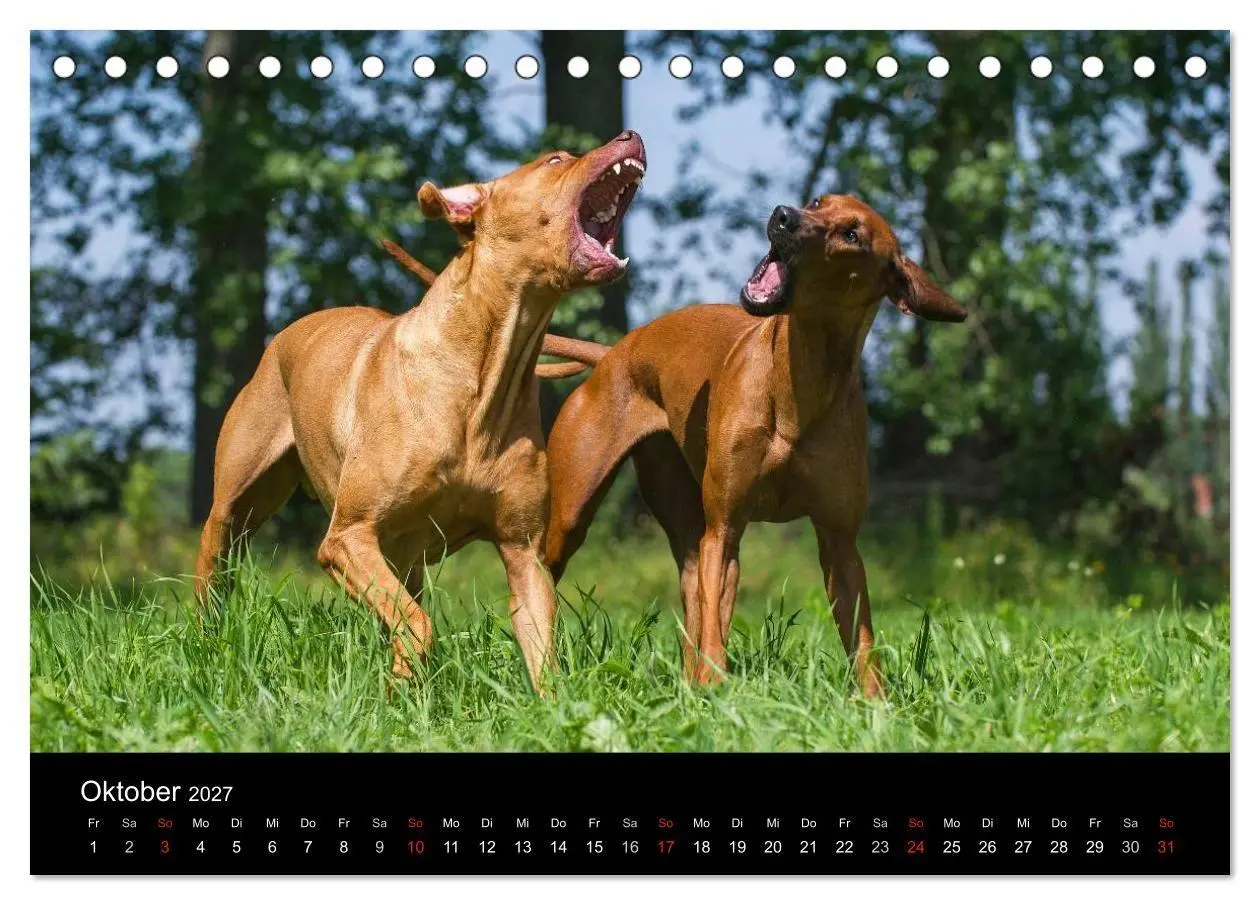 Bild: 9783594174593 | Rhodesian Ridgeback 2027 (Tischkalender 2027 DIN A5 quer), CALVENDO...