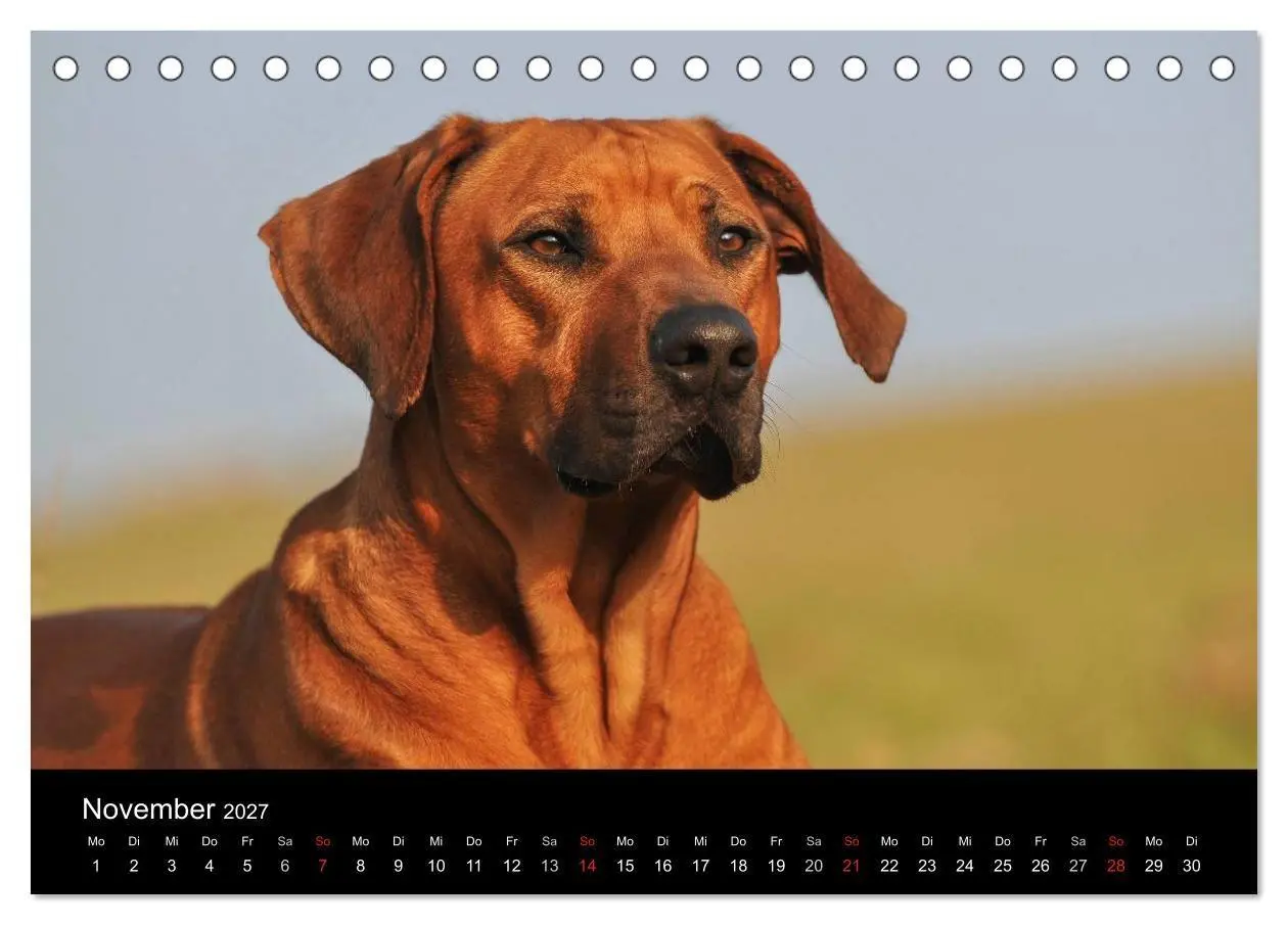 Bild: 9783594174593 | Rhodesian Ridgeback 2027 (Tischkalender 2027 DIN A5 quer), CALVENDO...