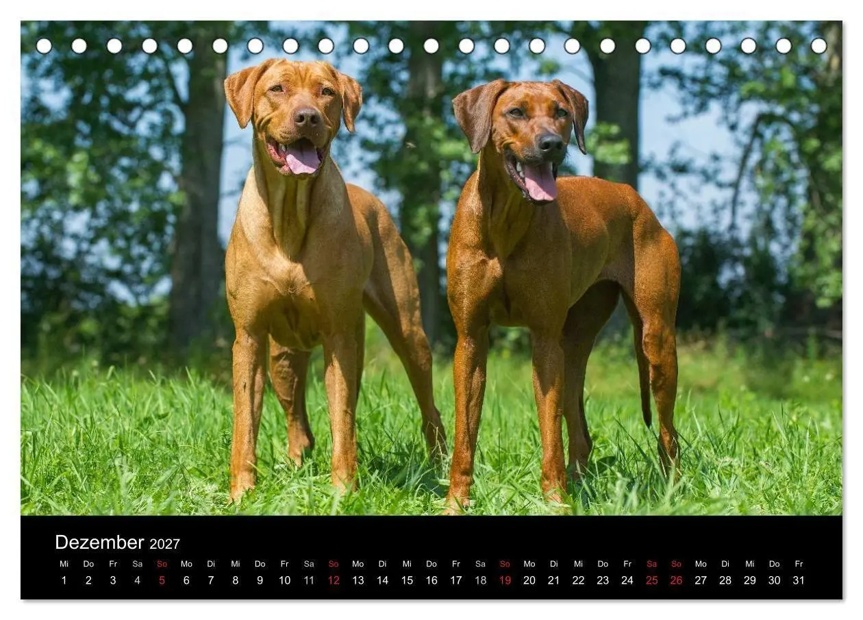 Bild: 9783594174593 | Rhodesian Ridgeback 2027 (Tischkalender 2027 DIN A5 quer), CALVENDO...