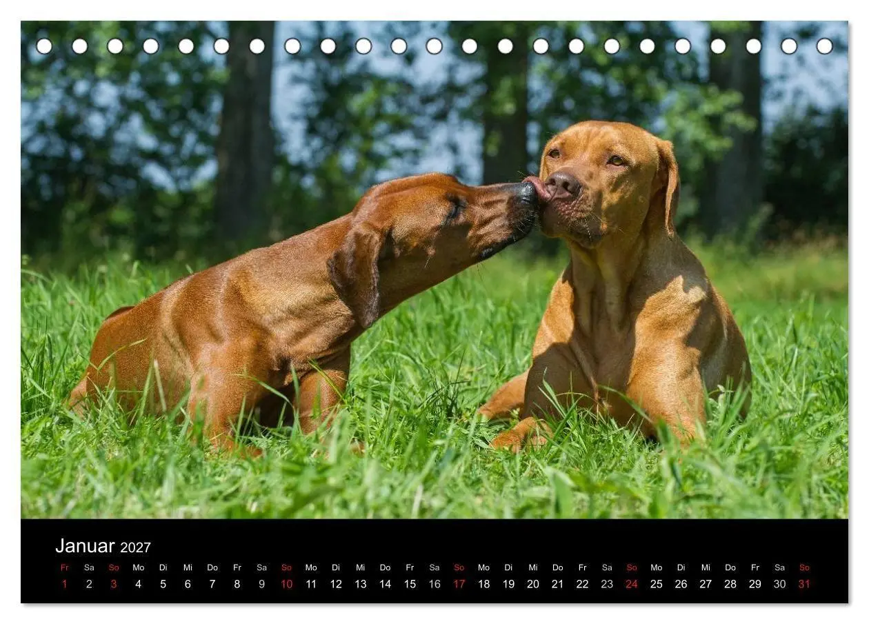 Bild: 9783594174593 | Rhodesian Ridgeback 2027 (Tischkalender 2027 DIN A5 quer), CALVENDO...