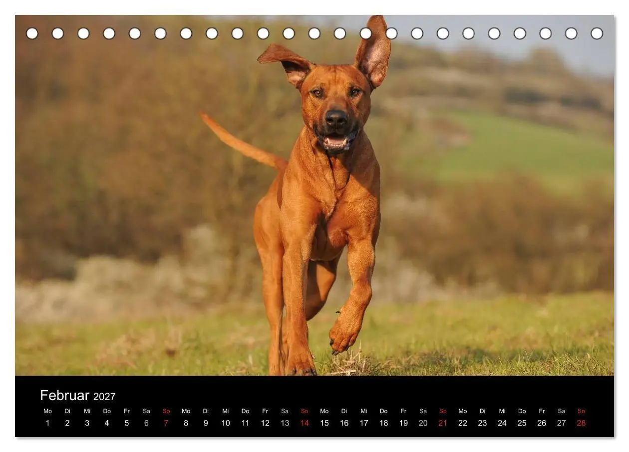 Bild: 9783594174593 | Rhodesian Ridgeback 2027 (Tischkalender 2027 DIN A5 quer), CALVENDO...
