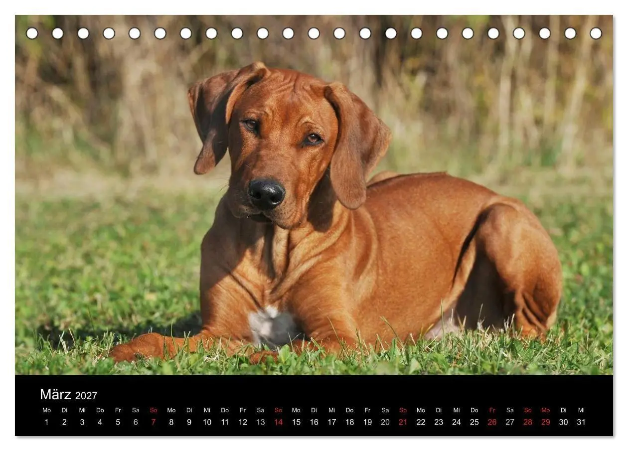 Bild: 9783594174593 | Rhodesian Ridgeback 2027 (Tischkalender 2027 DIN A5 quer), CALVENDO...