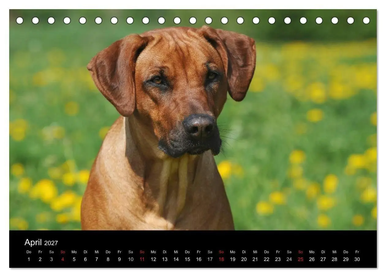 Bild: 9783594174593 | Rhodesian Ridgeback 2027 (Tischkalender 2027 DIN A5 quer), CALVENDO...
