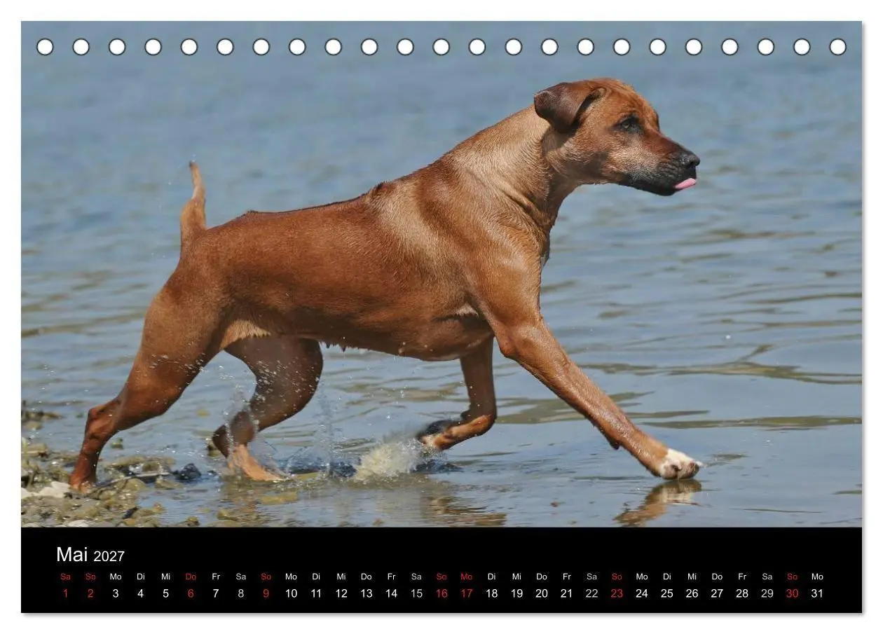 Bild: 9783594174593 | Rhodesian Ridgeback 2027 (Tischkalender 2027 DIN A5 quer), CALVENDO...