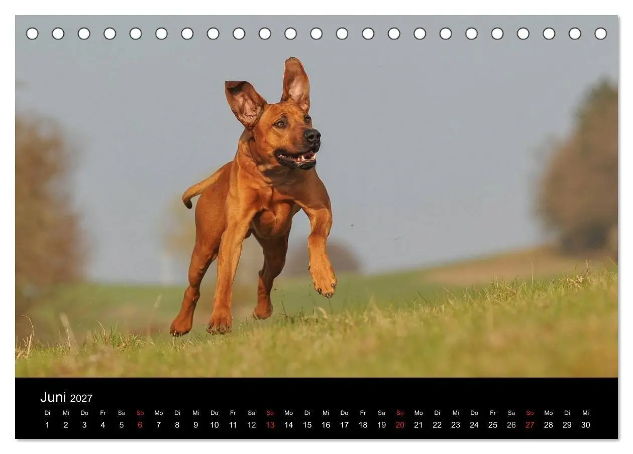 Bild: 9783594174593 | Rhodesian Ridgeback 2027 (Tischkalender 2027 DIN A5 quer), CALVENDO...