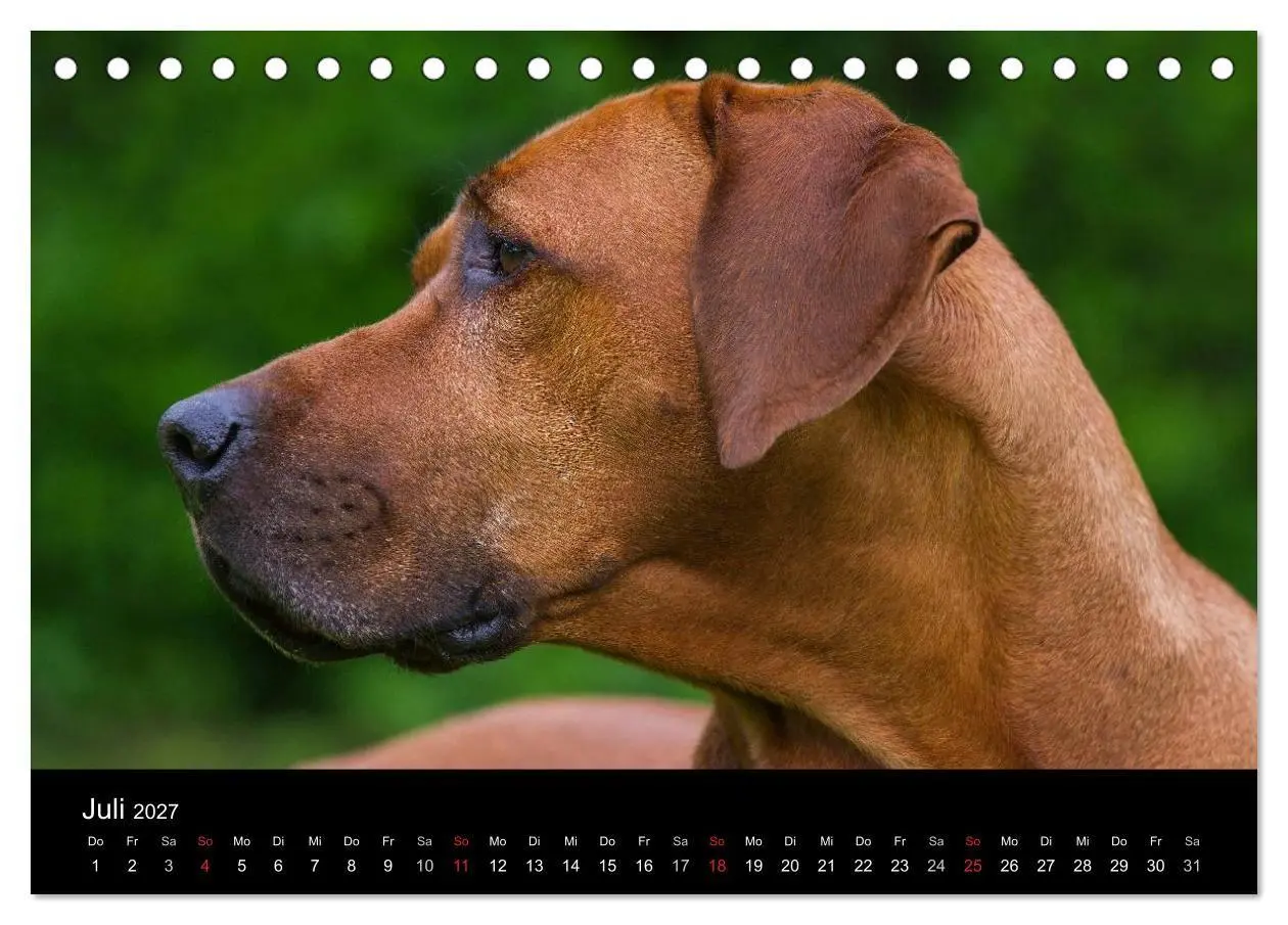 Bild: 9783594174593 | Rhodesian Ridgeback 2027 (Tischkalender 2027 DIN A5 quer), CALVENDO...