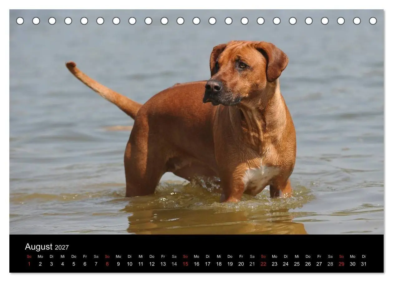Bild: 9783594174593 | Rhodesian Ridgeback 2027 (Tischkalender 2027 DIN A5 quer), CALVENDO...