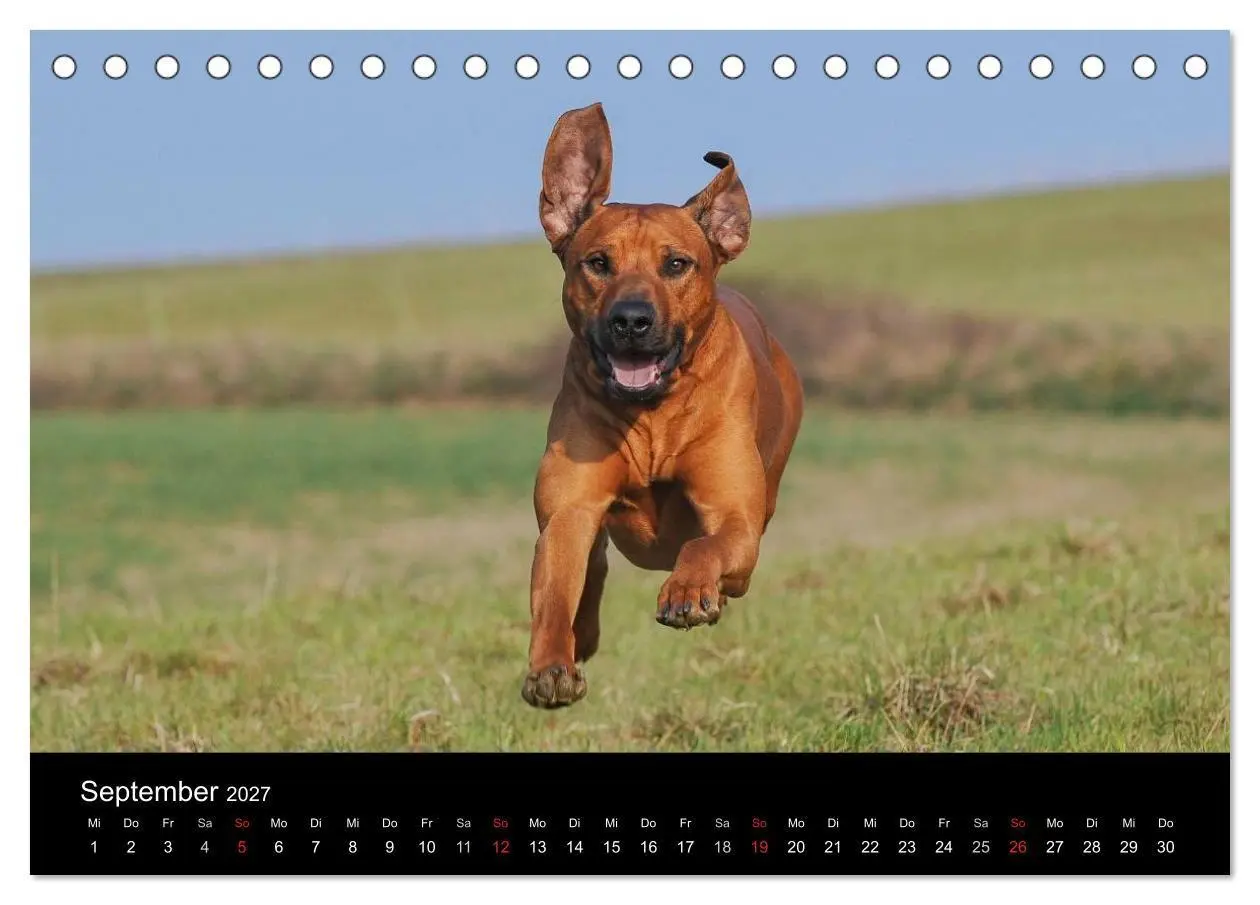 Bild: 9783594174593 | Rhodesian Ridgeback 2027 (Tischkalender 2027 DIN A5 quer), CALVENDO...