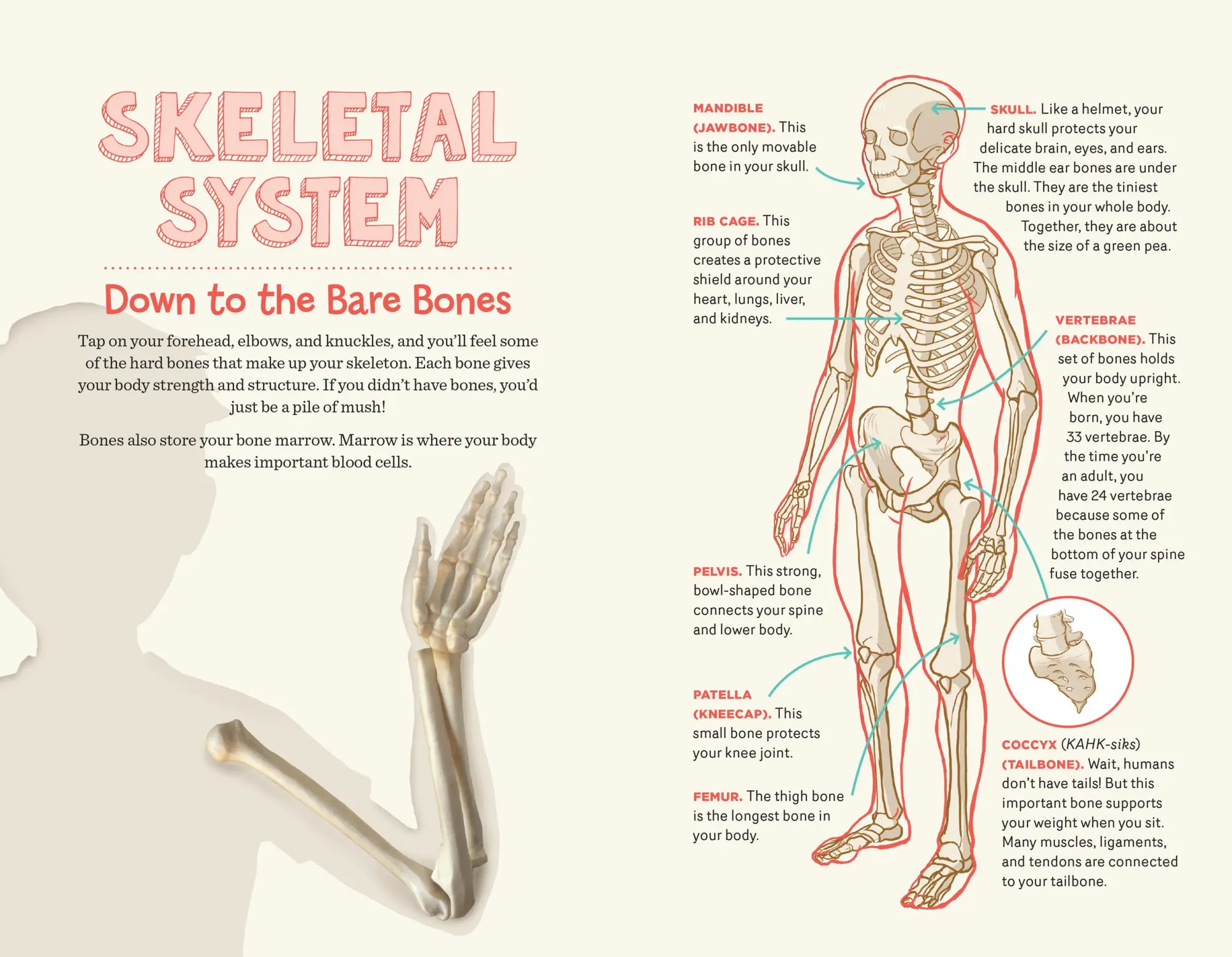 Bild: 9781635864793 | Human Body Learning Lab | Betty Choi | Taschenbuch | Englisch | 2022