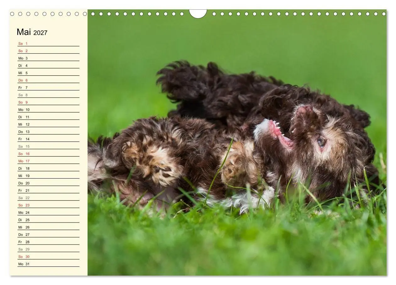 Bild: 9783569954793 | Kobolde auf 4 Pfoten - Bolonka Zwetna (Wandkalender 2027 DIN A3...