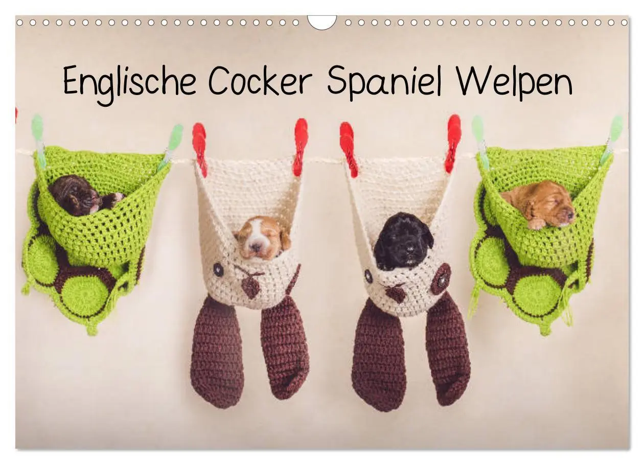 Cover: 9783457834893 | Englische Cocker Spaniel Welpen (Wandkalender 2026 DIN A3 quer),...