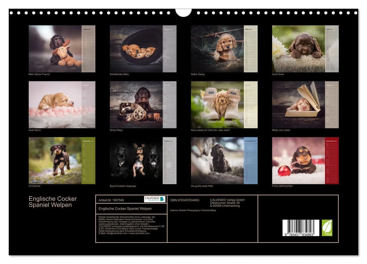 Bild: 9783457834893 | Englische Cocker Spaniel Welpen (Wandkalender 2026 DIN A3 quer),...