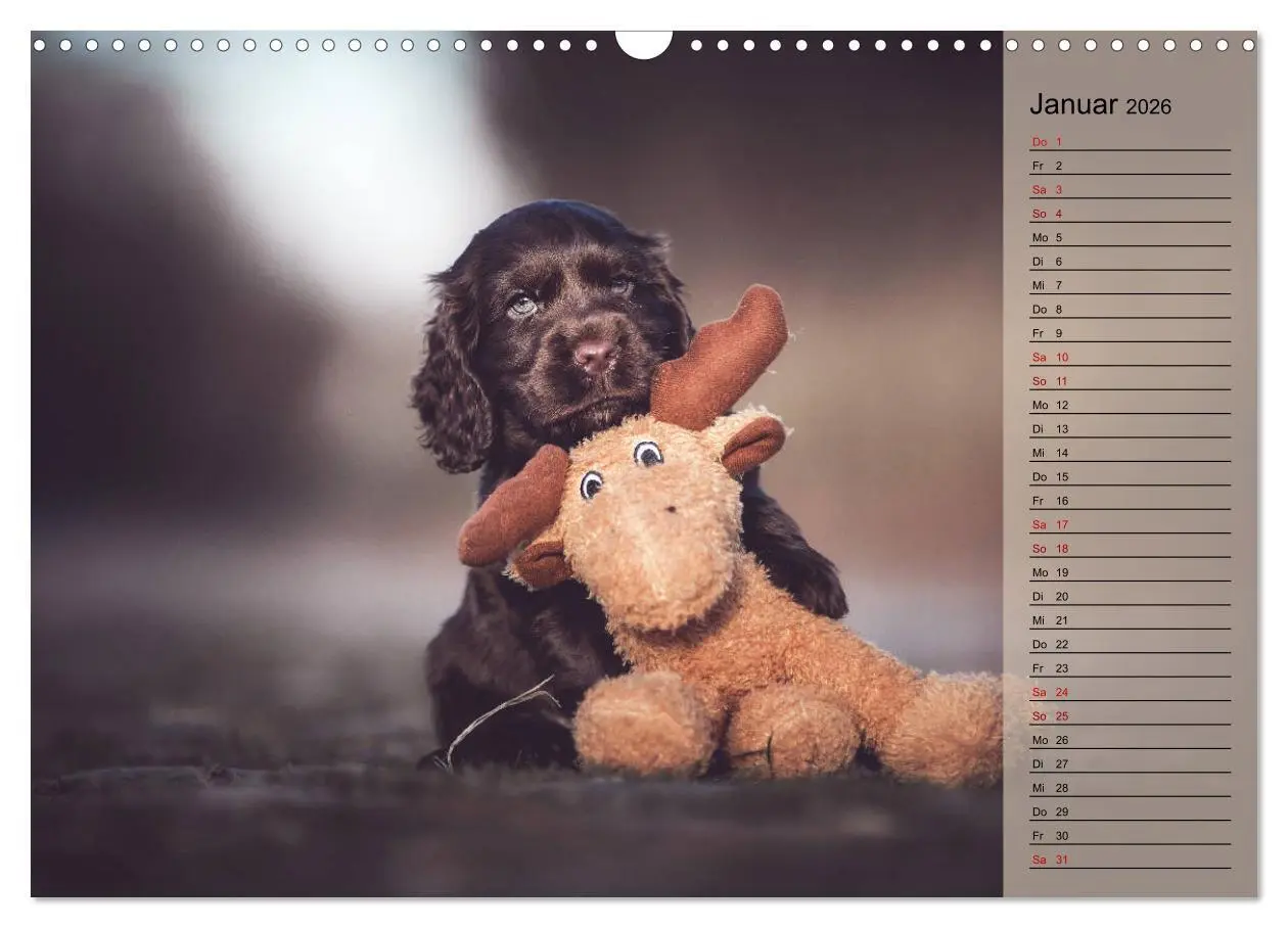 Bild: 9783457834893 | Englische Cocker Spaniel Welpen (Wandkalender 2026 DIN A3 quer),...