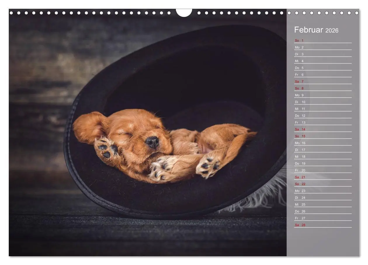 Bild: 9783457834893 | Englische Cocker Spaniel Welpen (Wandkalender 2026 DIN A3 quer),...