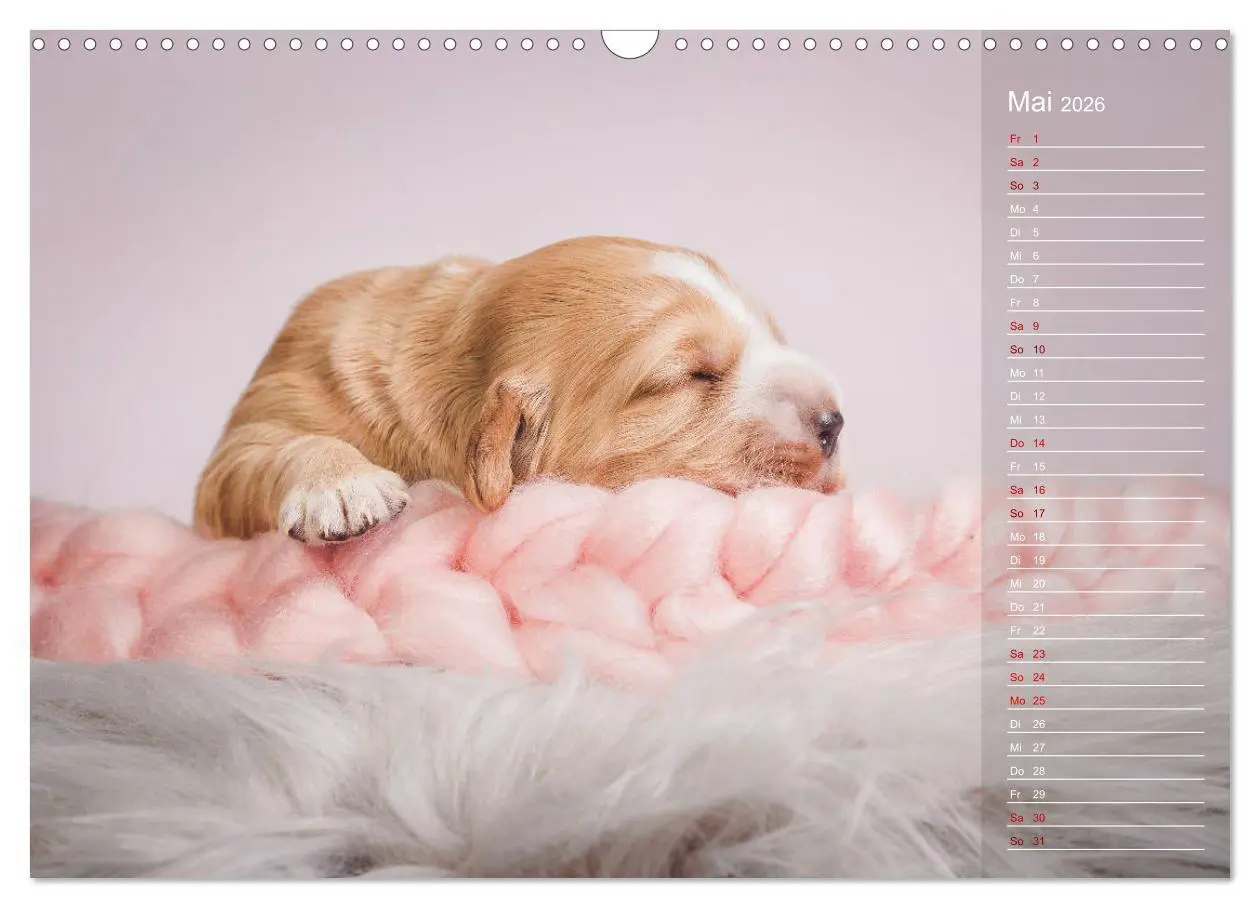 Bild: 9783457834893 | Englische Cocker Spaniel Welpen (Wandkalender 2026 DIN A3 quer),...