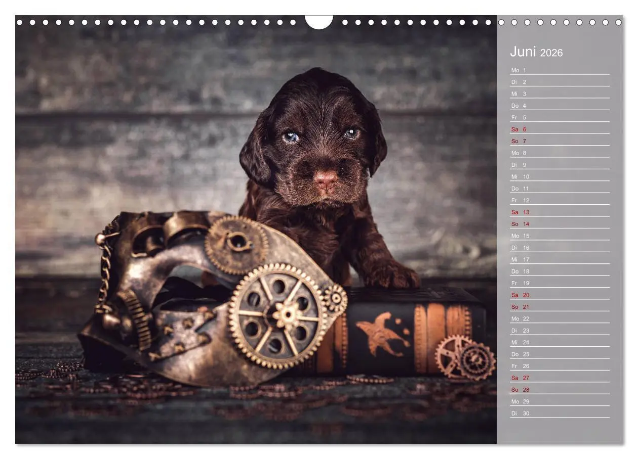 Bild: 9783457834893 | Englische Cocker Spaniel Welpen (Wandkalender 2026 DIN A3 quer),...