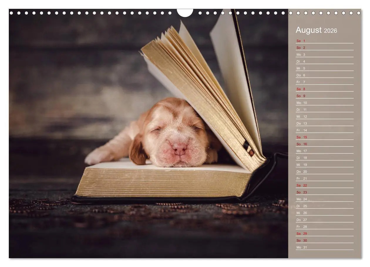 Bild: 9783457834893 | Englische Cocker Spaniel Welpen (Wandkalender 2026 DIN A3 quer),...