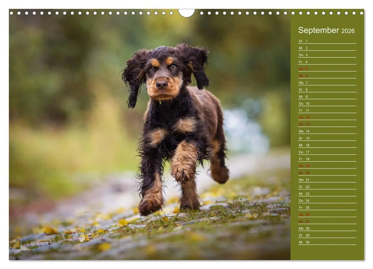 Bild: 9783457834893 | Englische Cocker Spaniel Welpen (Wandkalender 2026 DIN A3 quer),...