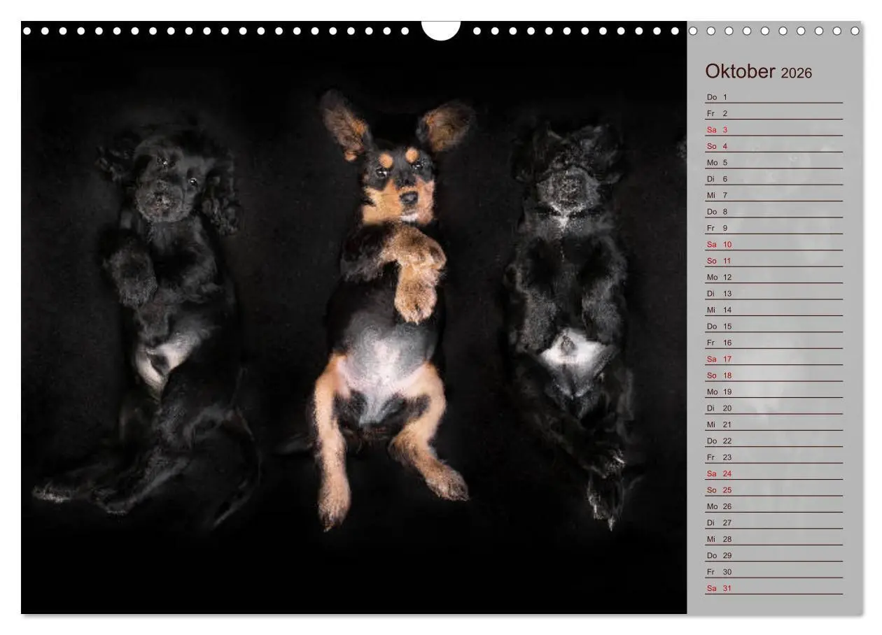 Bild: 9783457834893 | Englische Cocker Spaniel Welpen (Wandkalender 2026 DIN A3 quer),...